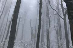 138237387_10157534200086441_6868292940551475872_n