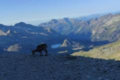 Alpi (Monte Emilijus 3559mnv, Signalkuppe 4554mnv i Corno del Casmoscio 3024 mnv)