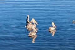 605531676_1509204780929783_5825309498516806558_n