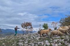 Stara planina (Golaš 1113 mnv, Srednja glama 1102 mnv)