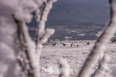 Svrljiške planine (Snežni vrh 1143mnv, Sedlar 1159mnv, Kula 1227mnv i Golemi vrh 1252m)