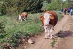 441953264_1027154655801467_4851098761536873376_n